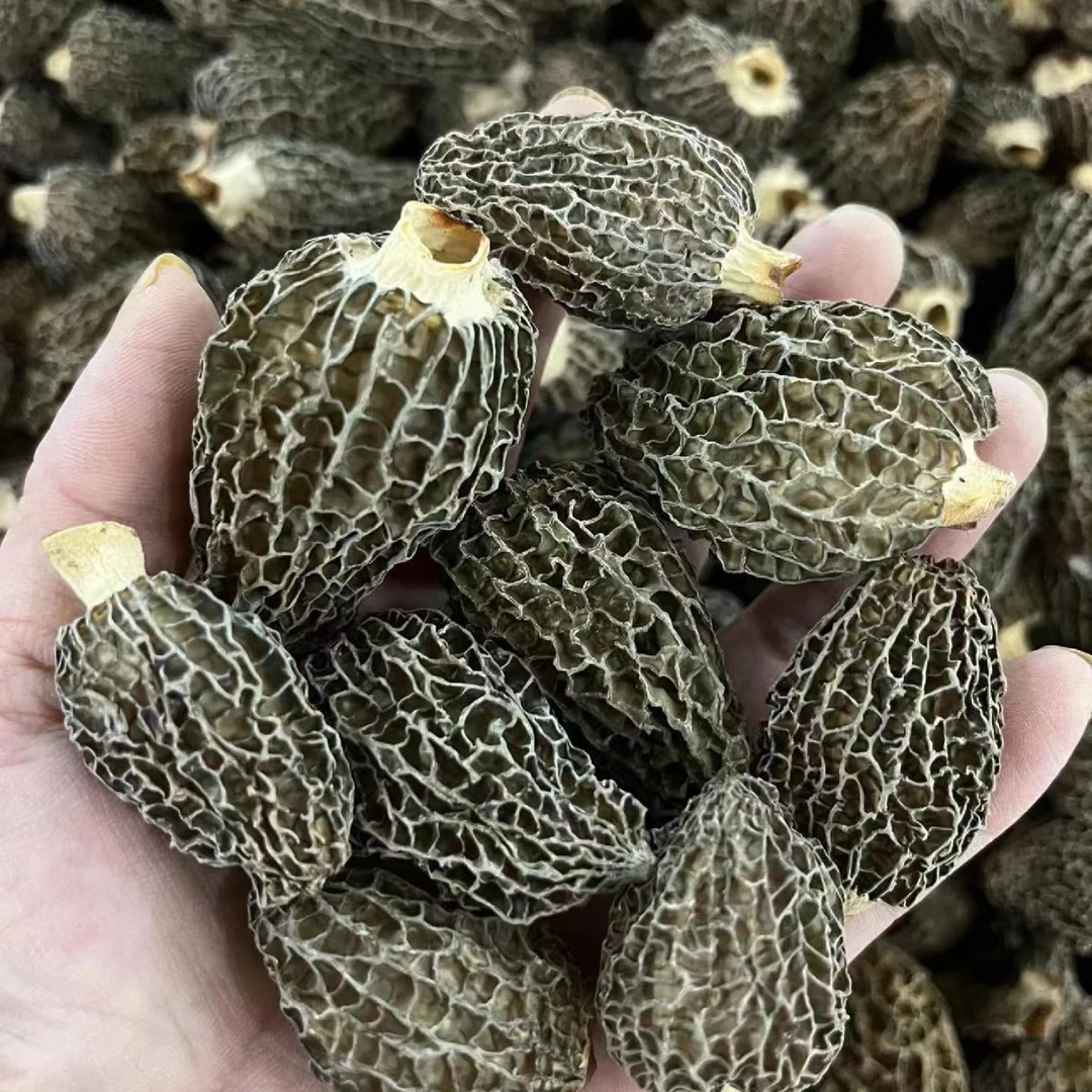 羊肚菌圆菇 高原农家山货