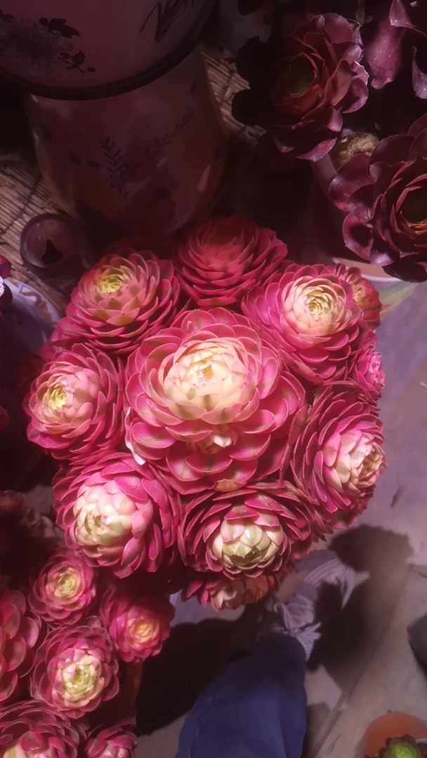 法师多肉植物美杜莎倾城荔枝