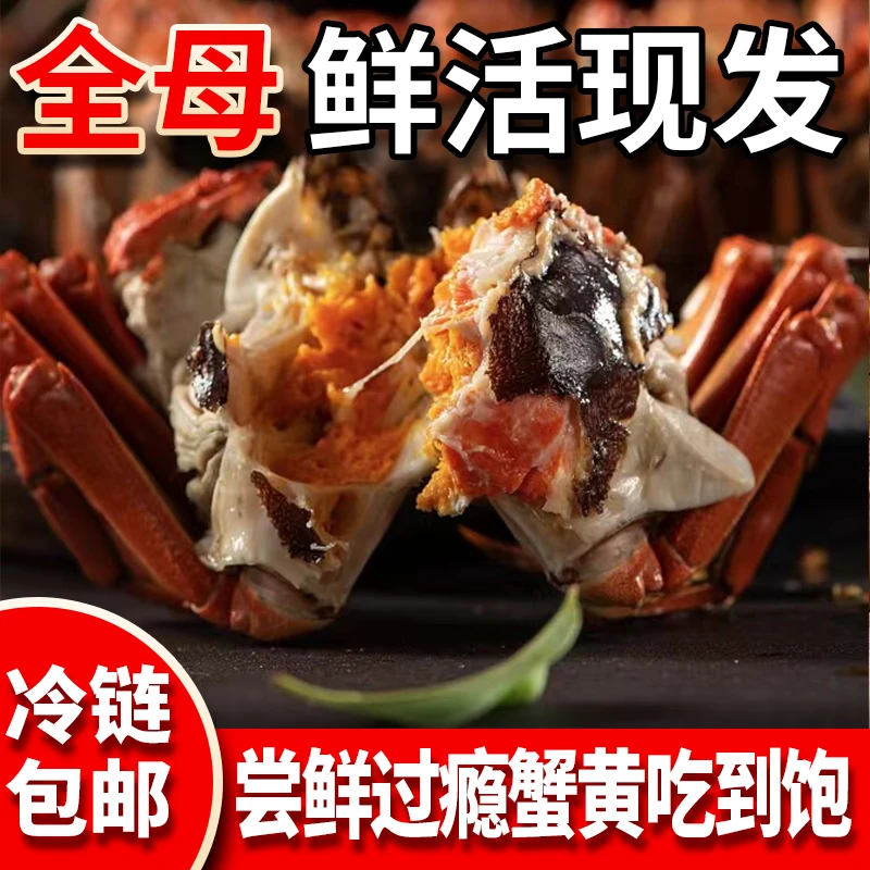 【活蟹现发】2.0-1.7两A母蟹12只加送2只到手14只螃蟹冷链包邮 A