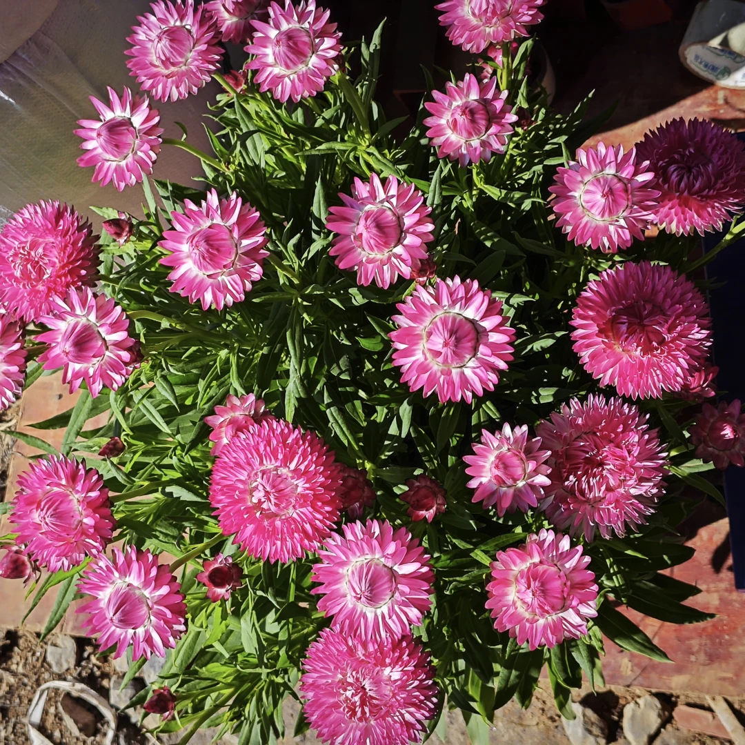 【麦杆菊】蜡菊草花趣味好养易成活花期长