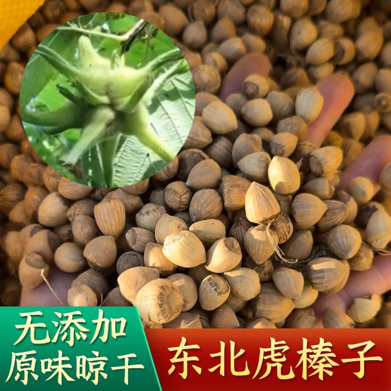 【虎榛子】东北毛榛子山榛子原味晾干未炒生榛子胡榛子1斤起包邮