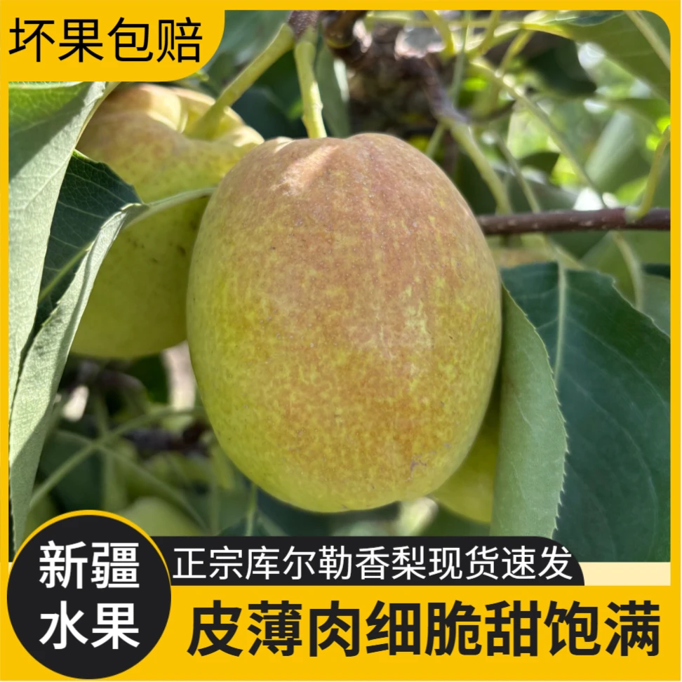 新疆特产当季库尔勒香梨产地直发整箱正宗酥脆爆汁净重8.5斤皮薄