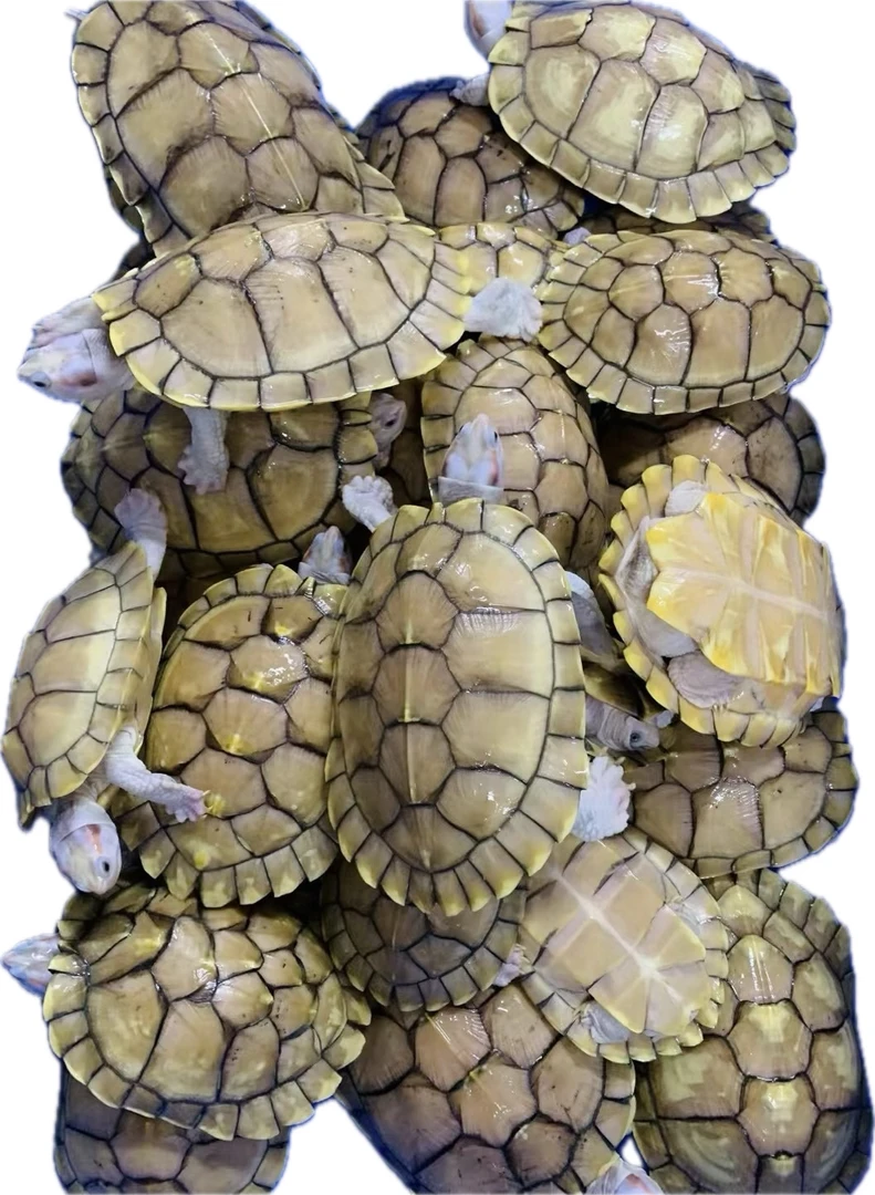 变异巴西龟深水养殖—果冻、悖论、黑巴、白巴、格兰德、各种多基因原色