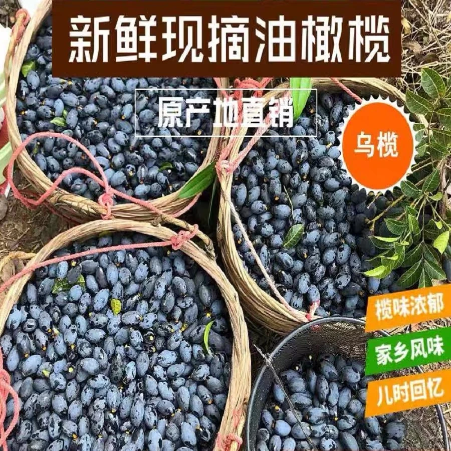 【顺丰空运】广西特产新鲜黑橄榄乌橄榄油榄现摘乌榄籽生榄角增城