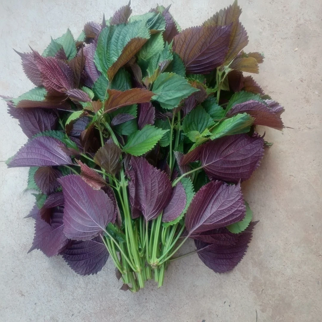 【顺丰空运】新鲜现摘紫苏叶紫苏牛蛙鱼虾田螺食用香料不是 包烤肉