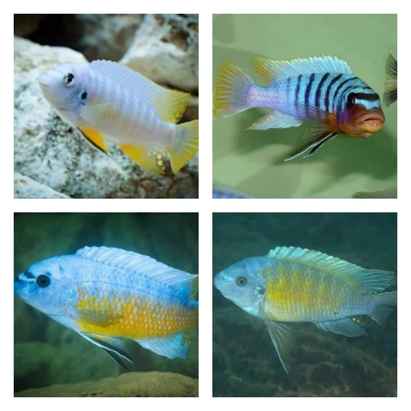 直播间下单链接野生三湖慈鲷拍下请备注相应格子缸号数