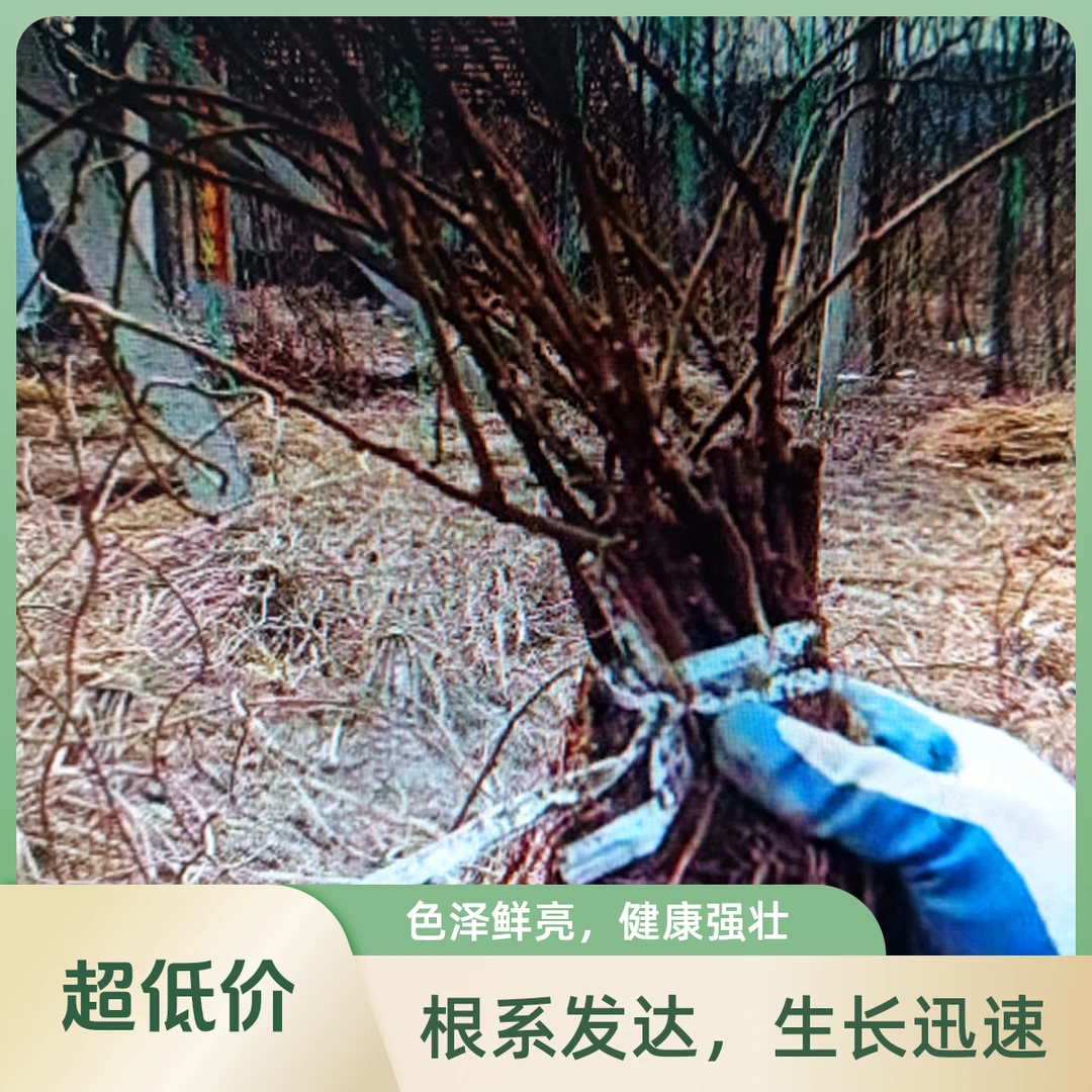 软枣猕猴桃扦插苗小苗爬藤苗南北地栽盆栽多品种苗