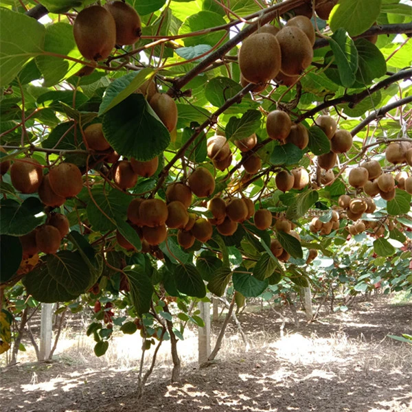 一物一拍龙城猕猴桃果树链接看货下单