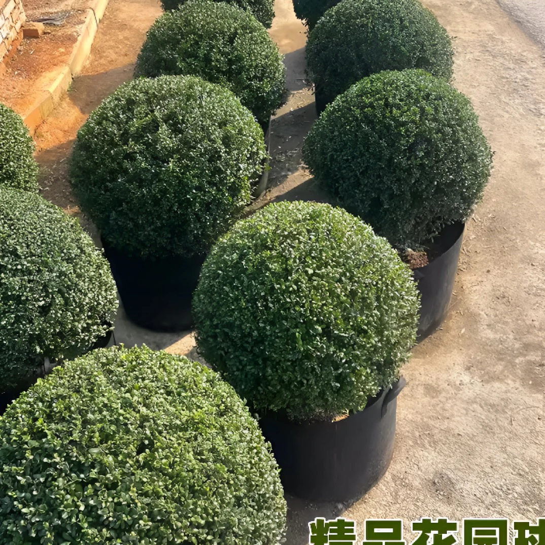 龟甲冬青球别墅庭院耐寒造型球形植物四季常青风景树绿化工程小苗