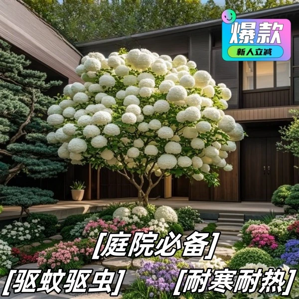 庭院耐寒耐热中华木绣球树苗大花斗球室内外庭院盆栽地栽耐寒花卉