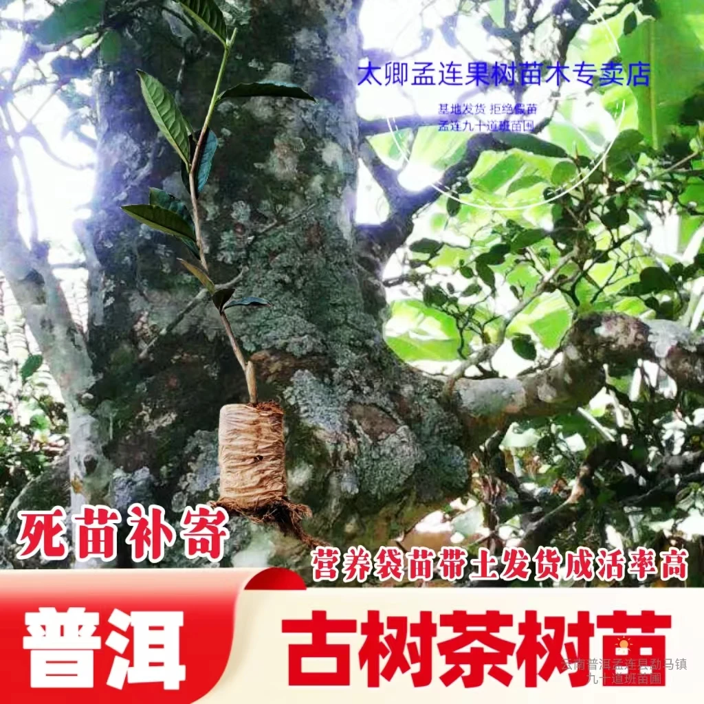 古树茶大树茶生态吸收精品扦插珍贵生态茶苗家里山栽培种植当年采