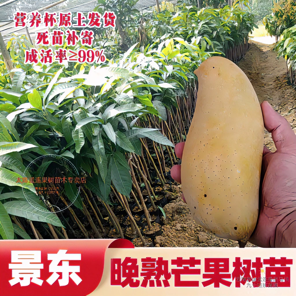 景东绿色晚熟芒果树苗嫁接特产生态耐旱耐寒苗木坐果率高当年挂果