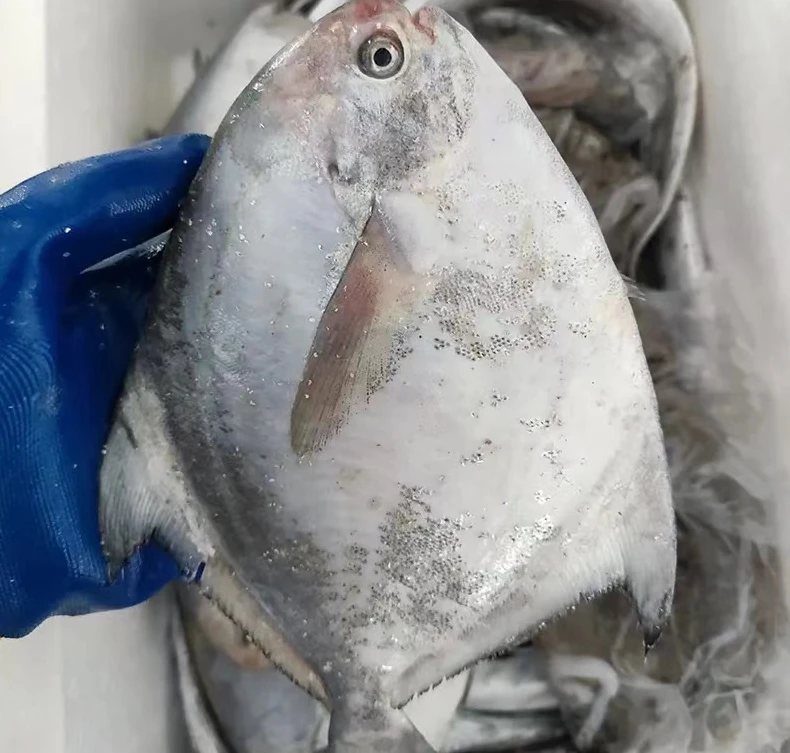 【开播】舟山野生 特大鲳鱼8两/条刺少肉多鲜美 高品质细鳞海鲜鲳鱼