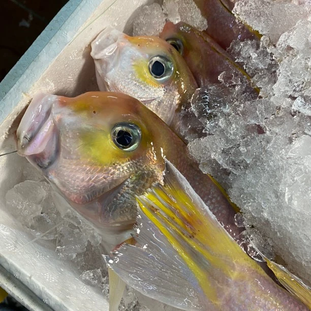 纯野生金马头鱼 广东海域 当天海钓 直接带着鱼鳞去香煎 外酥里嫩