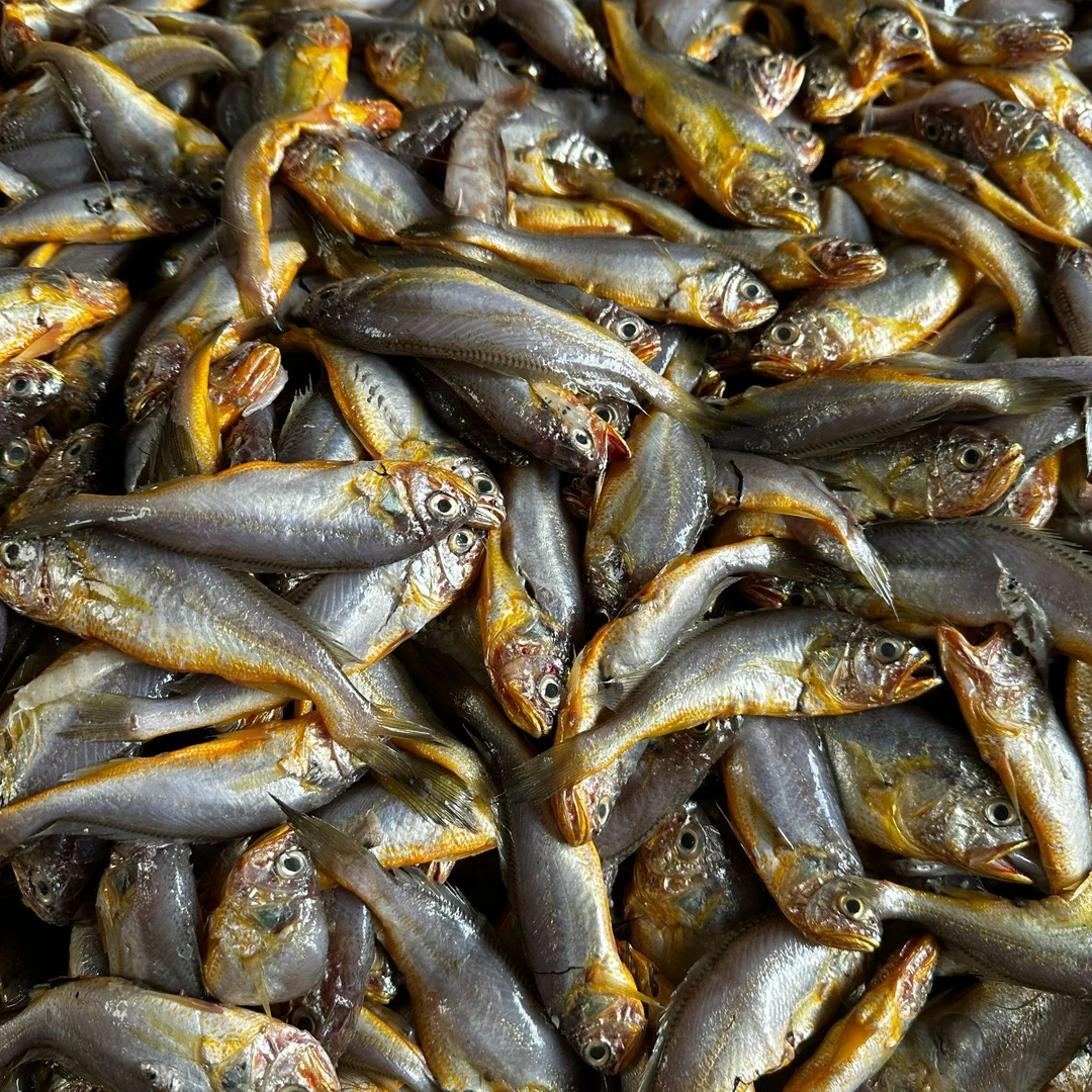 山东日照 新鲜海捕野生黄花鱼 1斤17-20条 个头不大