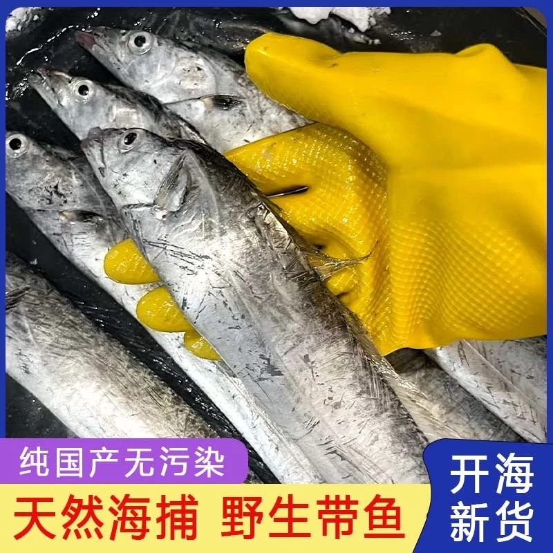 【破腹专用】野生海捕小眼油带鱼 个别破腹 介意慎拍5斤