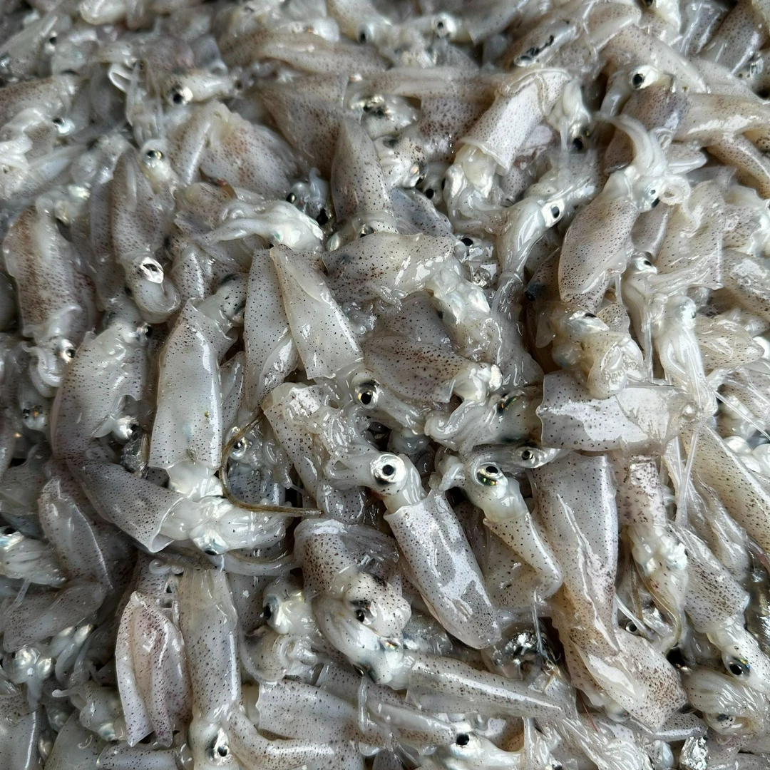 海兔子笔管鱼顺丰包邮