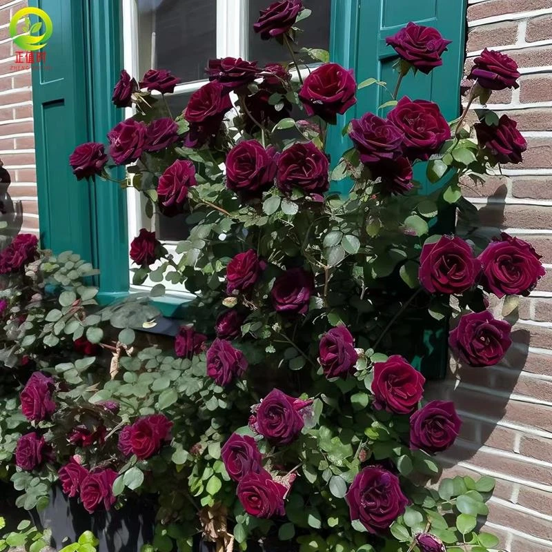 黑巴克玫瑰树苗盆栽带花苞老桩庭院地栽丝绒黑红色系爱莎月季花苗