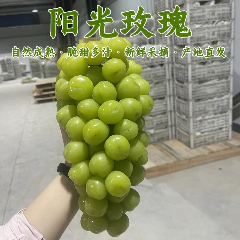【顺丰京东】阳光玫瑰葡萄新鲜水果装晴王无籽香印青提10-15g5斤装A