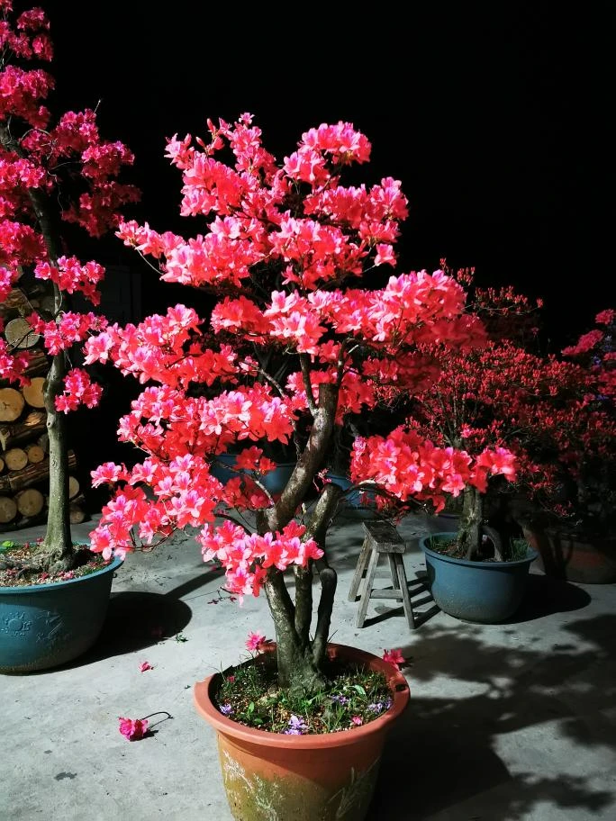 大别山映山红国旗红