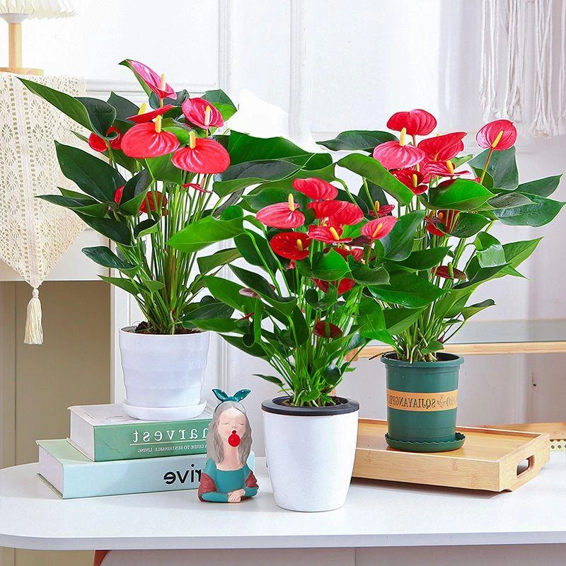 四季开花红掌红掌盆栽粉掌盆栽玫瑰花苗花卉室内盆栽水培白掌好养