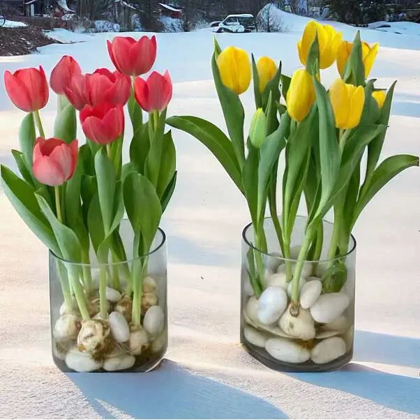 水培玻璃缸+5颗郁金香精选种球荷兰进口好养客厅阳台土培盆好养花