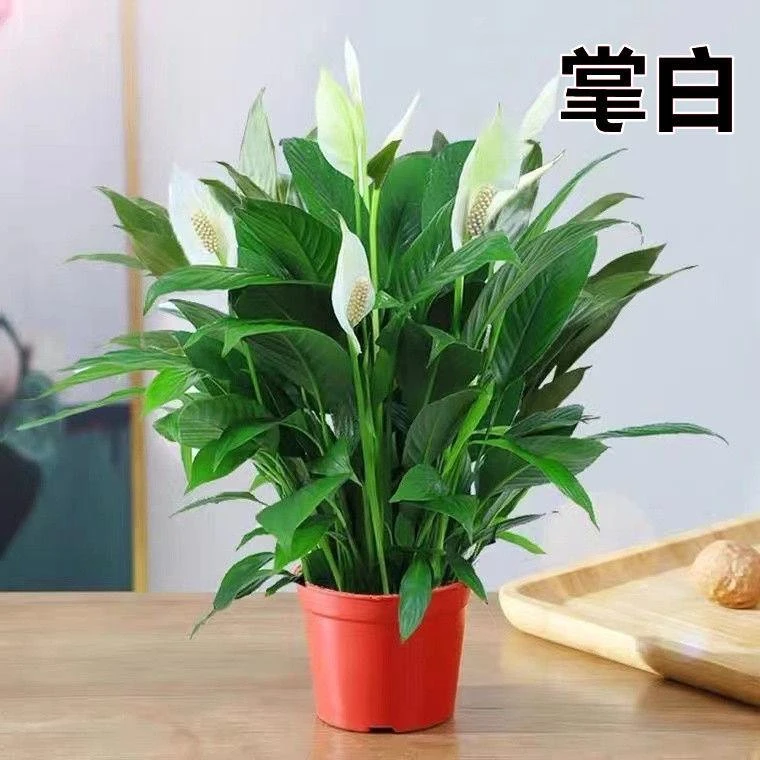 白掌盆栽一帆风顺水培植物办公室内花卉好水养的绿植红掌四季开花
