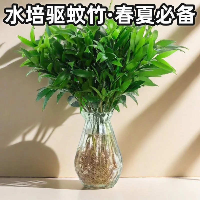 植物驱蚊竹柏四季好养盆景花卉盆栽室内绿植桌面水培夏日水养
