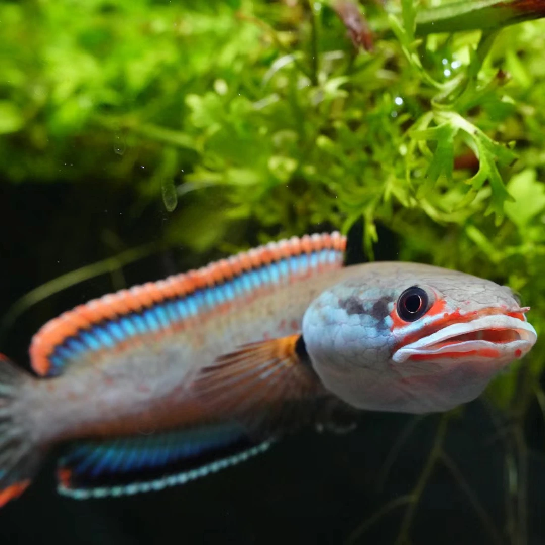 缅甸纯种血斑三型雷龙凶猛型观赏鱼小型雷龙原生鱼耐养好活