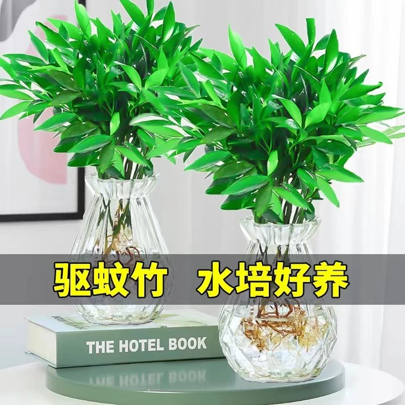 驱蚊竹柏盆栽驱蚊草水培植物富贵竹花卉室内四季常青绿植水培植物