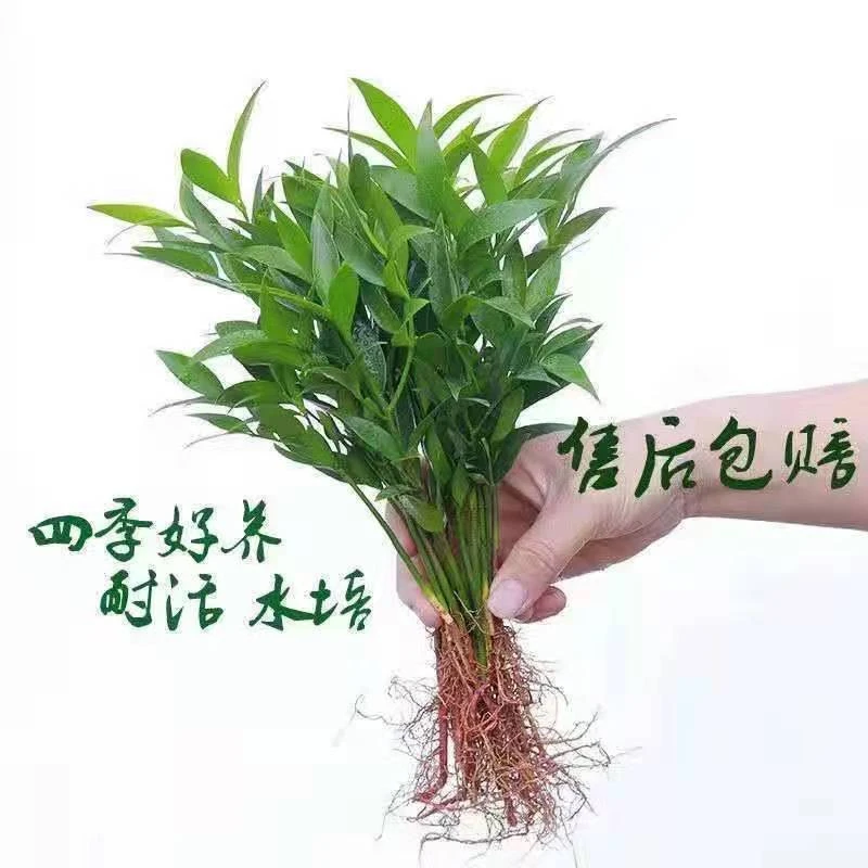 驱蚊新宠竹柏水养 水培植物 室内桌面植物盆景 绿植花卉 四季好养