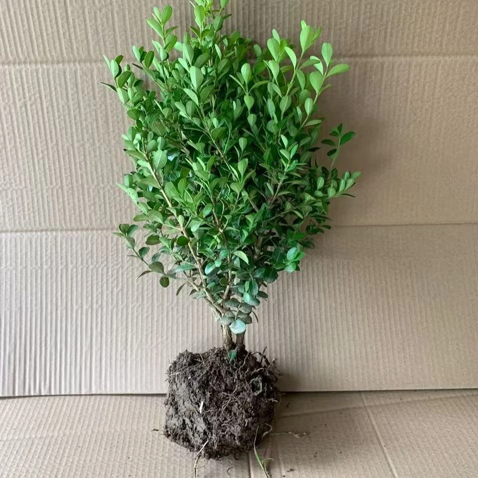 正宗黄杨苗25cm左右 买多送多 基地盆发货