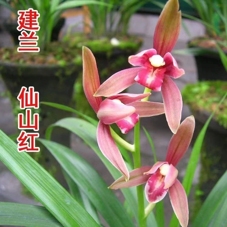 建兰色花系列墨宝 赤城 仙山红 幕山紫 半江红 夏秋季开花浓香型