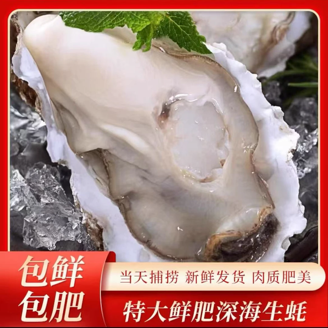 【鲜活】单只5-7两 包活包鲜生蚝 鲜活直发 5斤送5斤 10斤 L