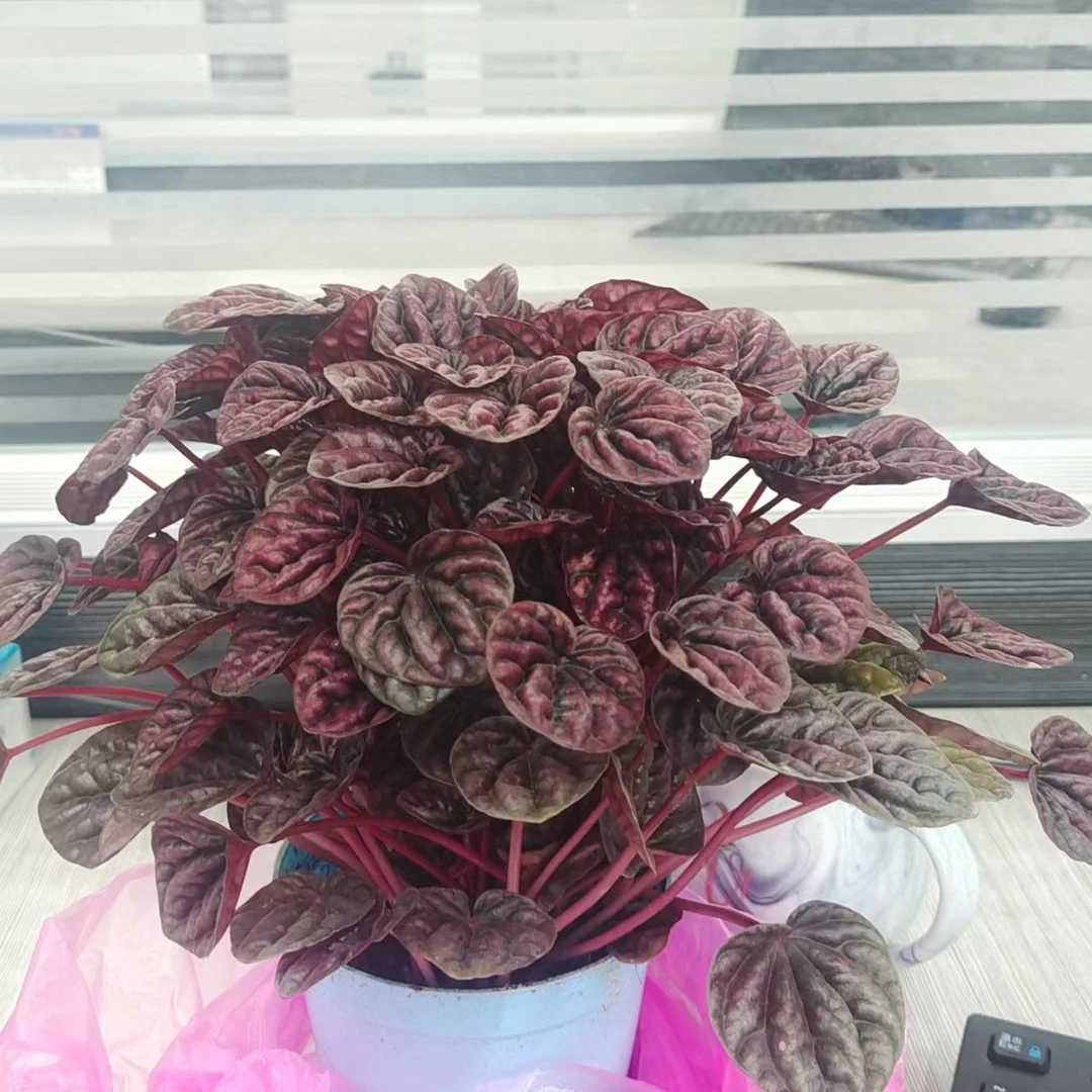 《红宝石花》西藏各地区发货