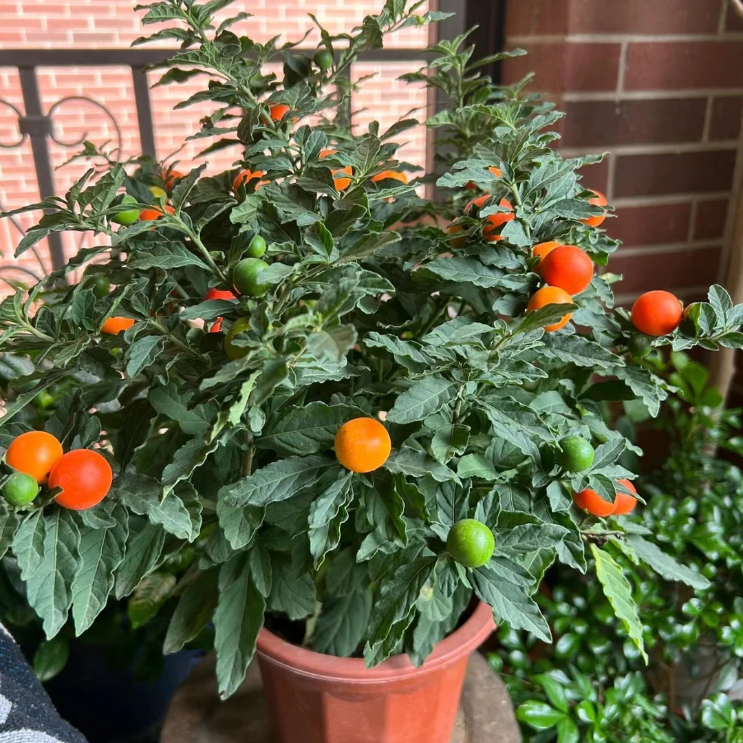 《珊瑚樱花》西藏各地区发货家用