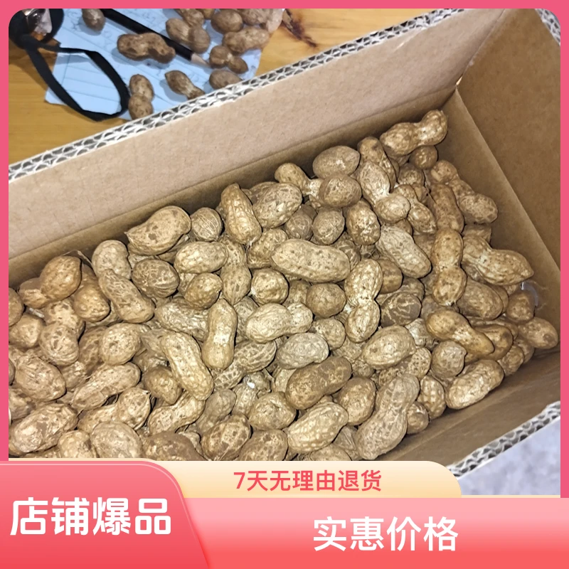 2024年新鲜花生正宗四川生鲜现挖现卖湿花生新鲜现挖现卖湿花生