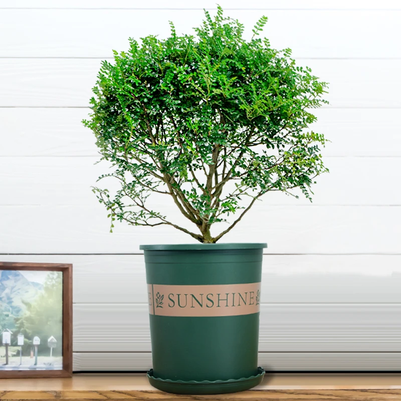 驱蚊草盆栽植物清香胡椒木花卉植物室内好养绿植九里香树苗茉莉花