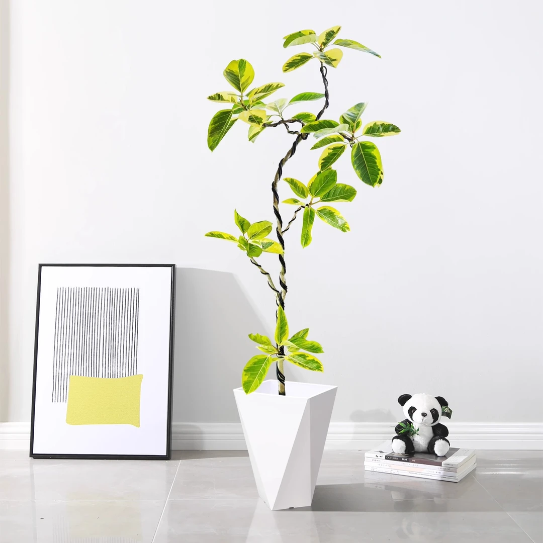 黄金榕盆栽客厅大型室内绿植黄金榕高山榕树落地真绿植吸甲醛