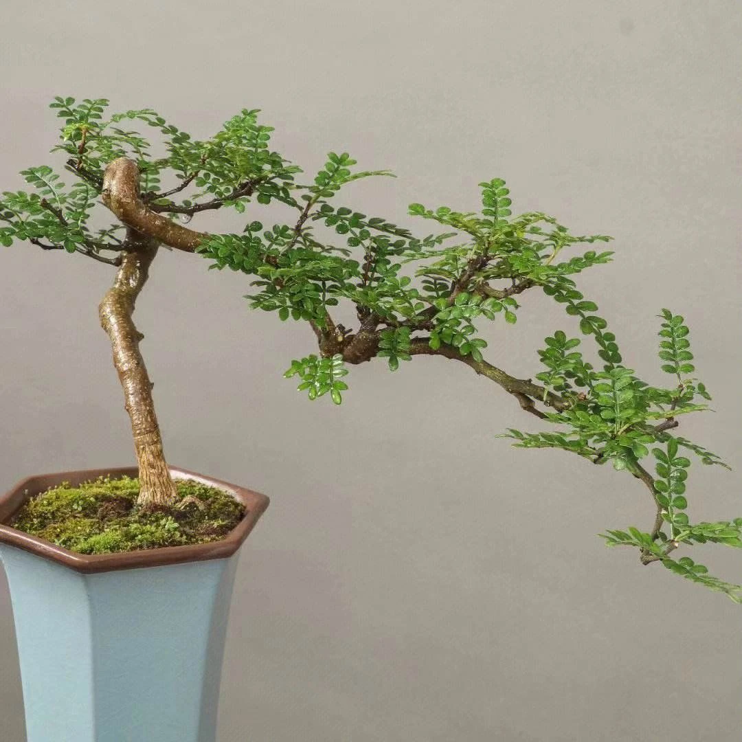 【施桩阁专属商品】龙鳞黄杨清香木园艺花卉绿植盆栽一物一拍