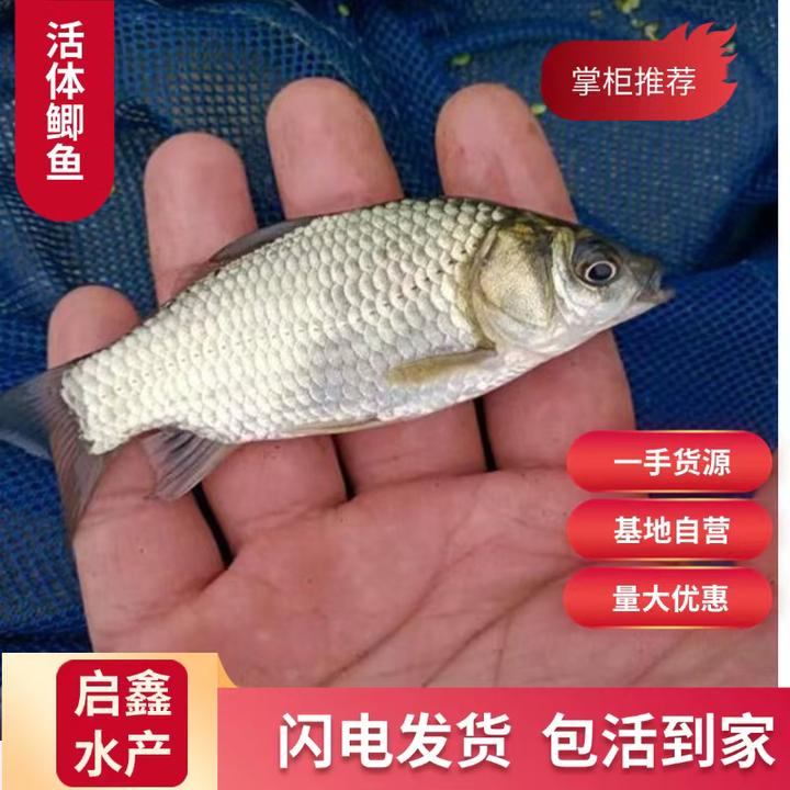【顺丰包邮】优质鲫鱼苗土鲫鱼银鲫鱼全国发货包邮活体鲫鱼养殖