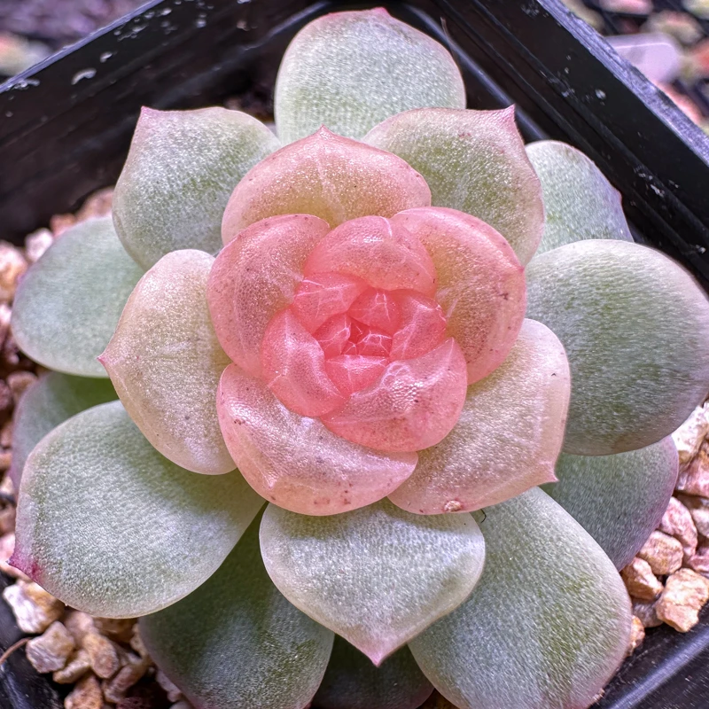 花陌派 编号66-70多肉植物  一物一拍  讲解点封面图
