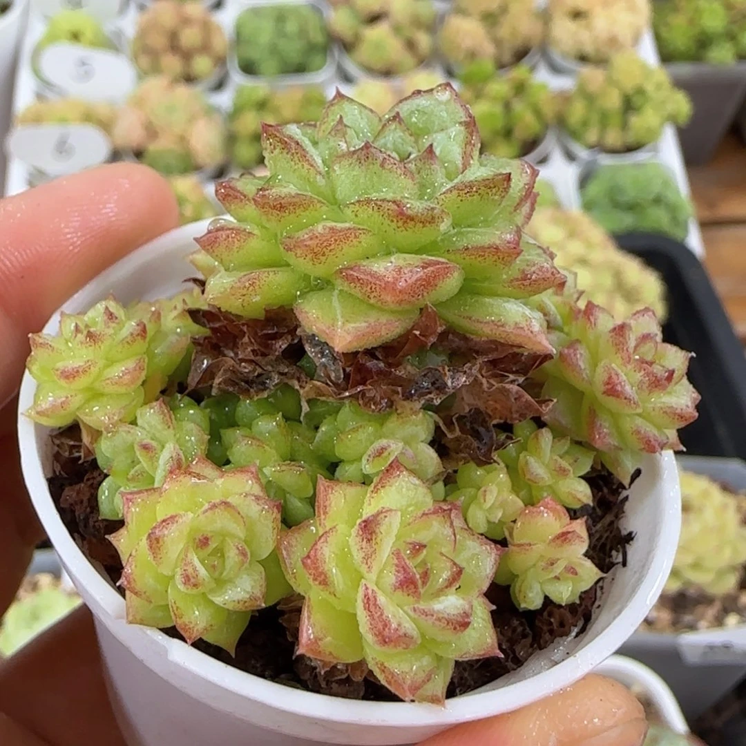 【闪购商品】1007-54女王