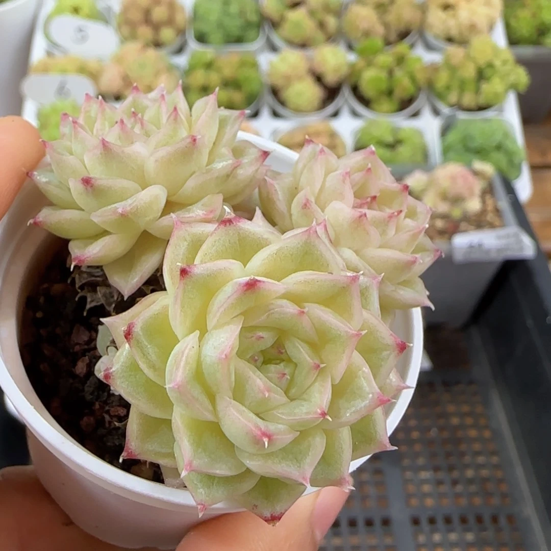 【闪购商品】1007-28珠光麦杆