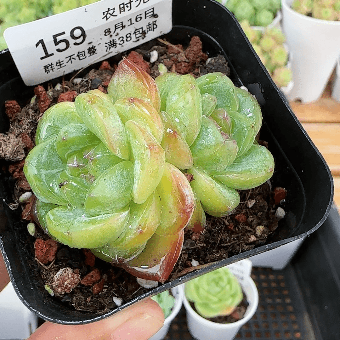 【闪购商品】0816-159星星珍妮