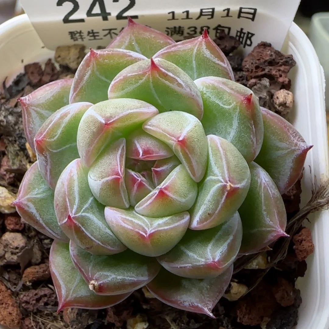 【闪购商品】1101-242雪花珍妮