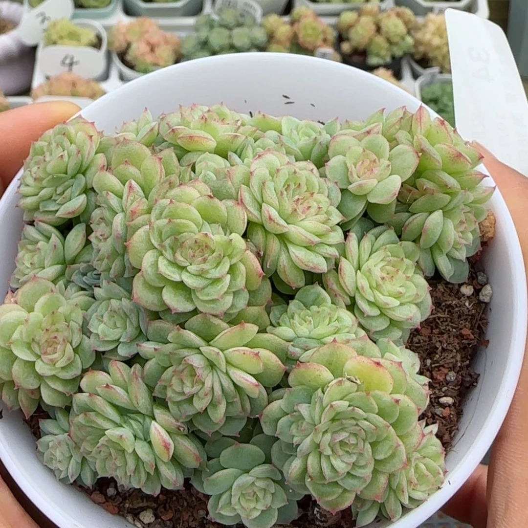 【闪购商品】1021-34边线优选麦杆