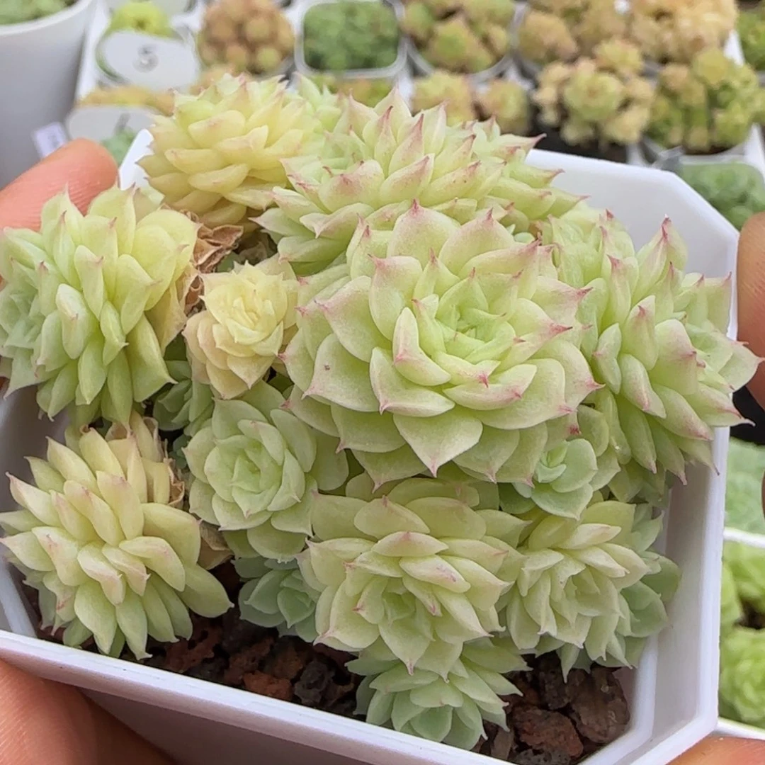 【闪购商品】1006-82优选麦杆