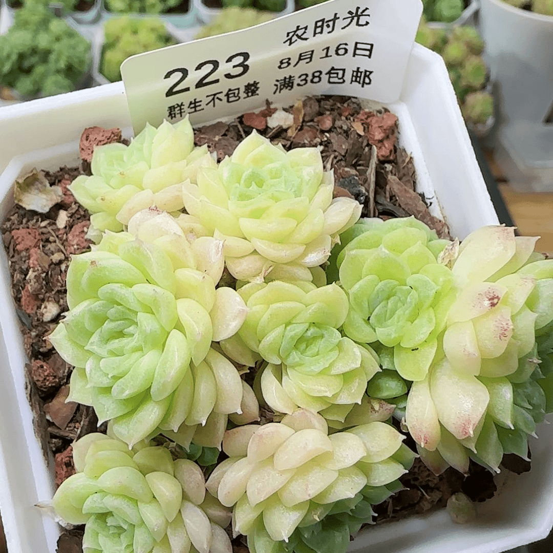 【闪购商品】0816-223珠光麦杆