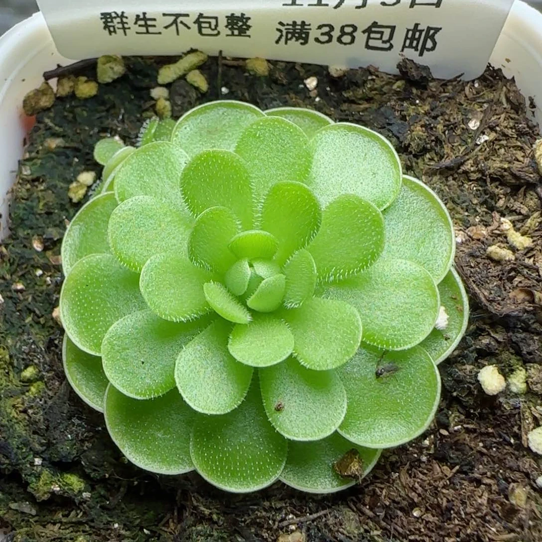 1109-144（捕虫堇）